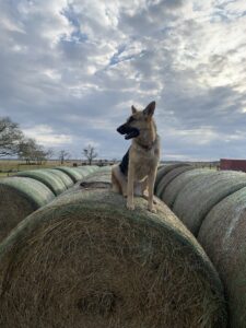 Howdy Friends A Farm’s Watchdog