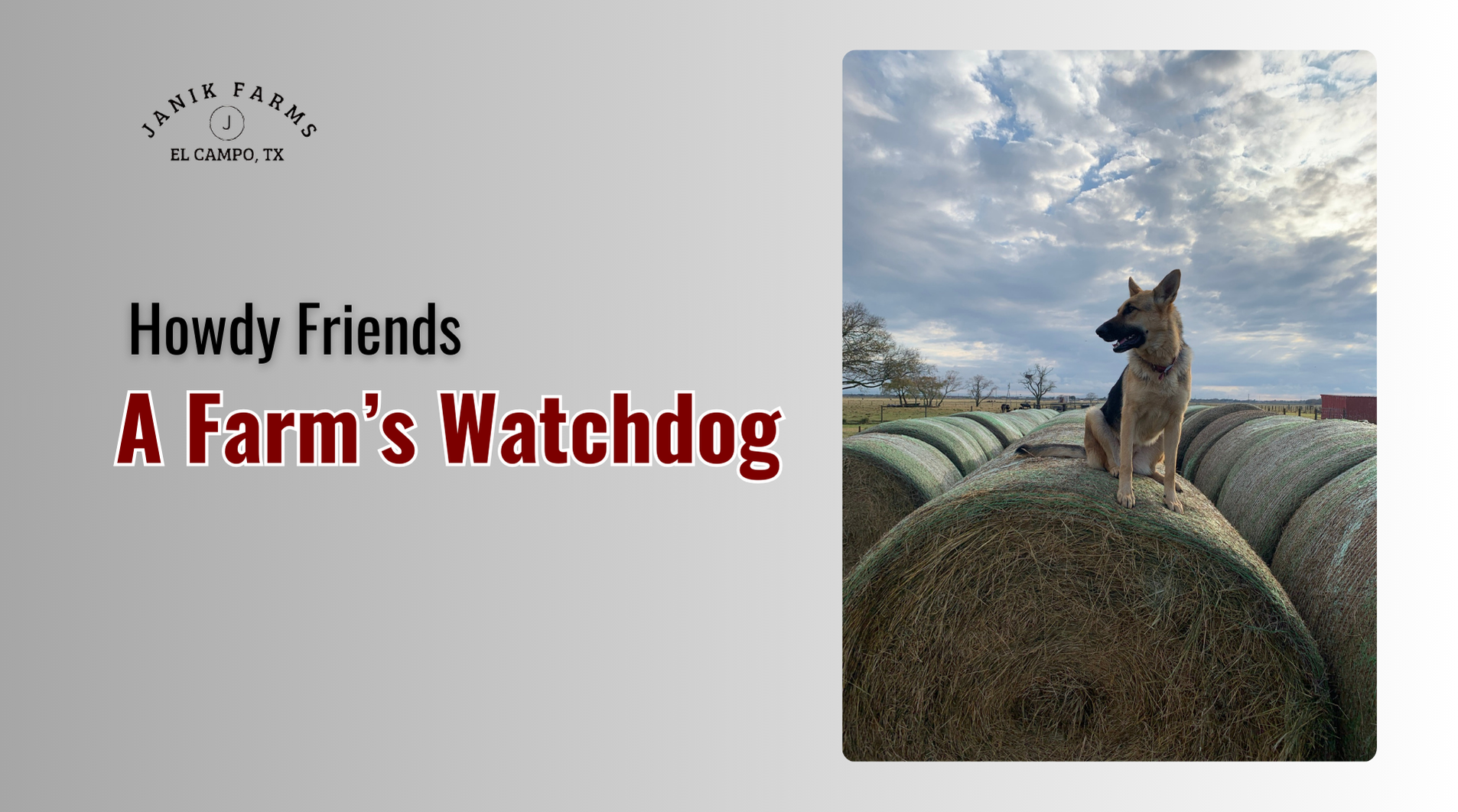 Howdy Friends A Farm’s Watchdog